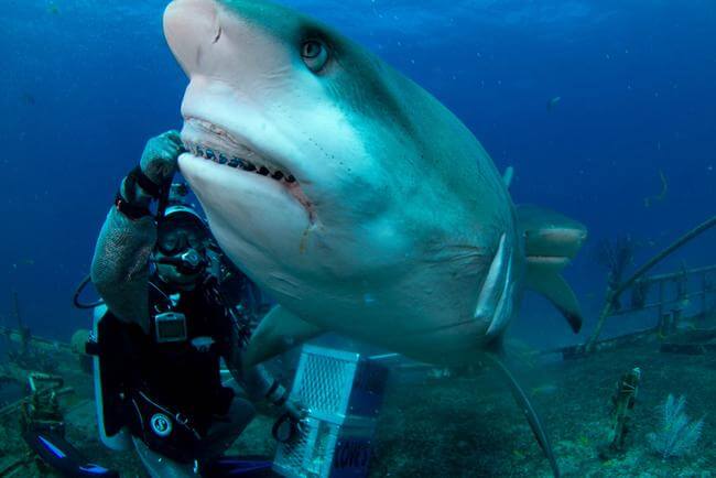 Joi Ito casually feeding a Caribbean reef shark