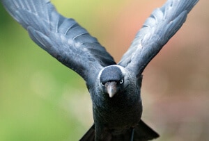 Hacker Systems Crow