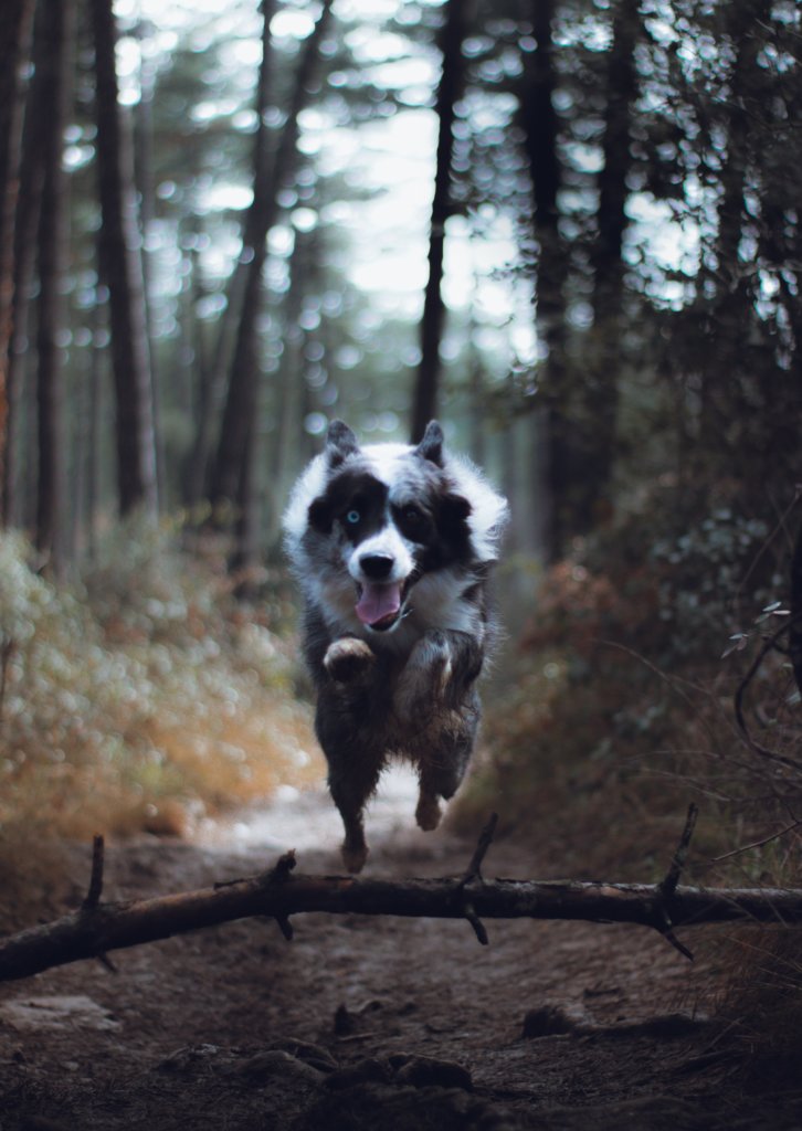 A dog running through the woods at the camera