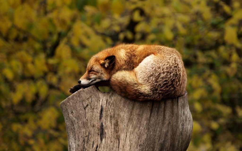 A fox sleeping on a tree stump