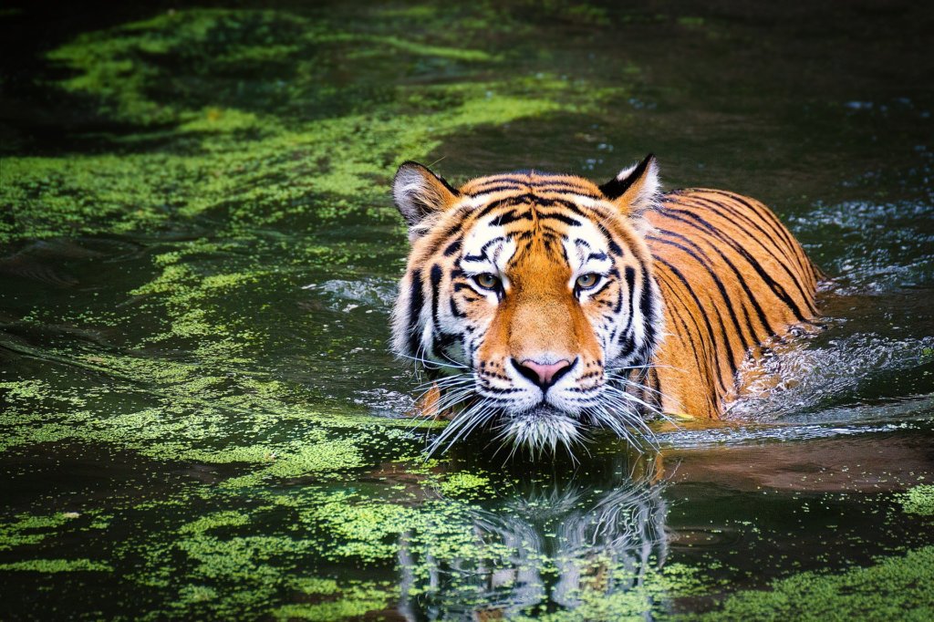 A tiger walking through water