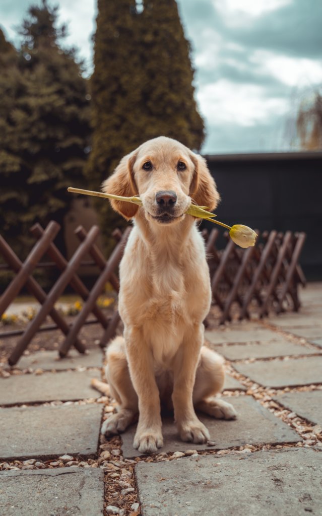A dog holding a white rose in his mouth while looking at the camera